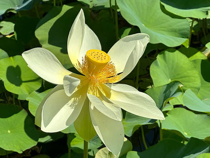 Lotus (Nelumbo nucifera) en fin d'été dans le parc floral, Paris 12e (75)