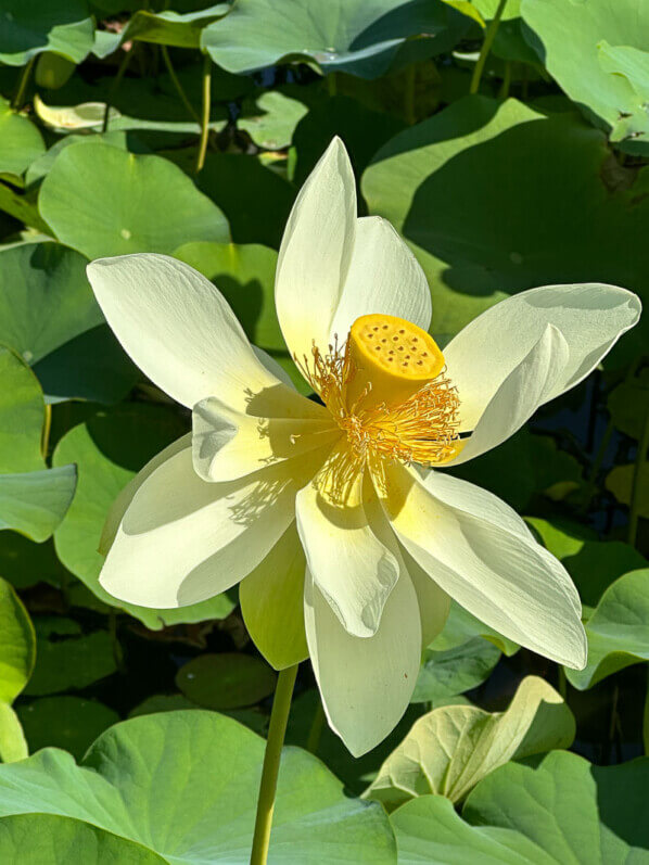 Lotus (Nelumbo nucifera) en fin d'été dans le parc floral, Paris 12e (75)