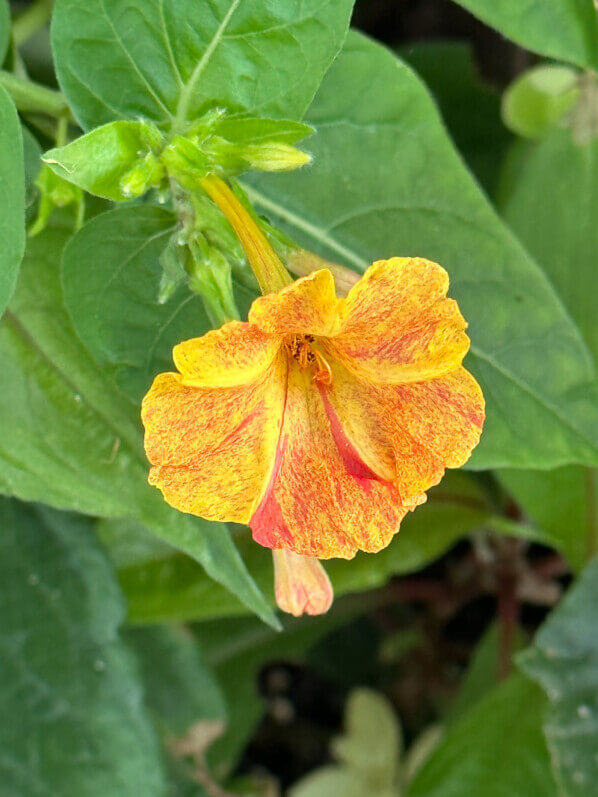 Belle-de-nuit (Mirabilis jalapa) 'Arlequin' en été sur mon balcon, Paris 19e (75)