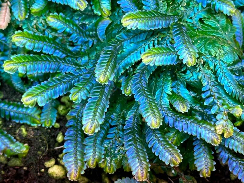 Sélaginelle, Selaginella wildenowii, plante d'intérieur, terrarium, Paris 19e (75)