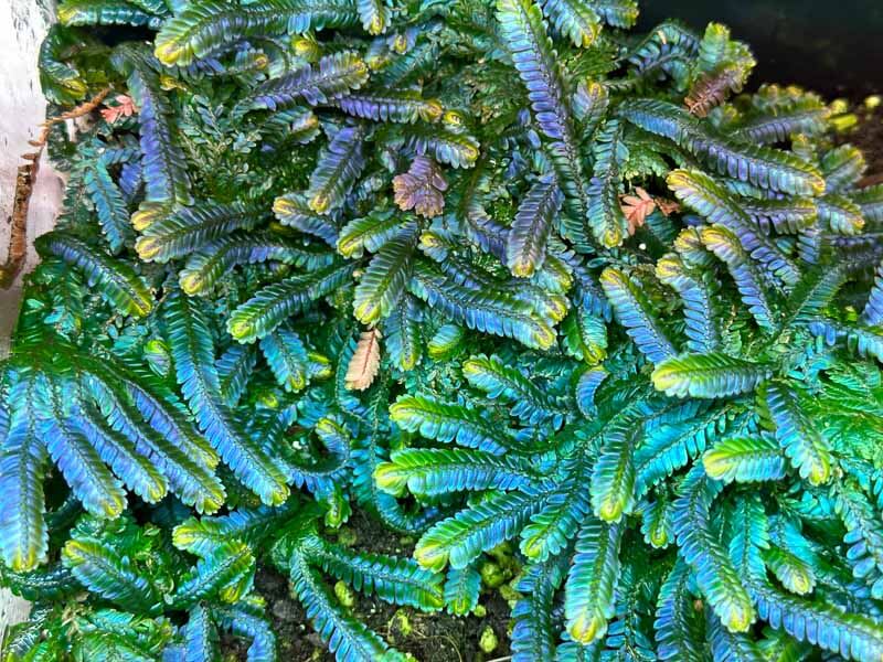 Sélaginelle, Selaginella wildenowii, plante d'intérieur, terrarium, Paris 19e (75)