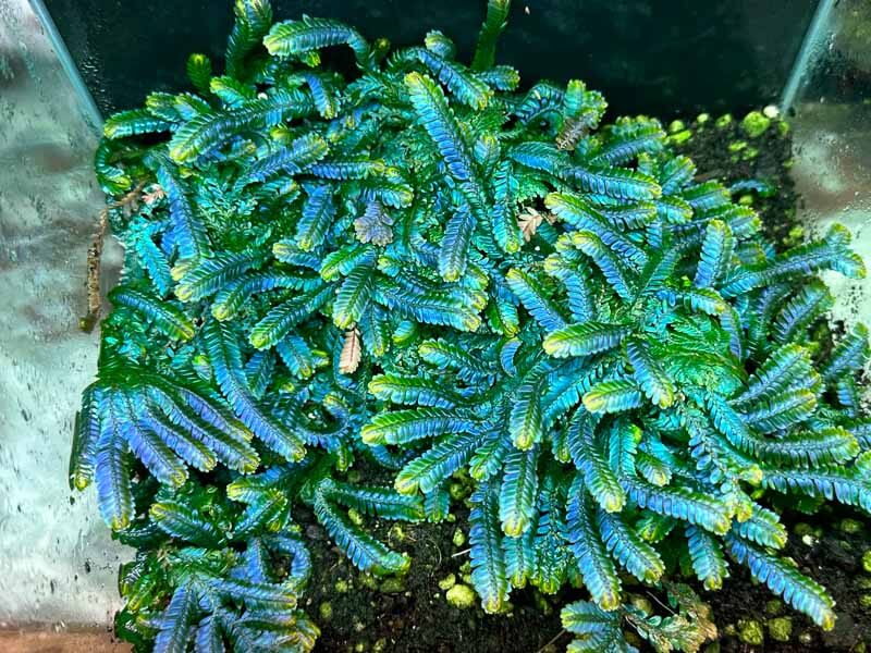 Sélaginelle, Selaginella wildenowii, plante d'intérieur, terrarium, Paris 19e (75)