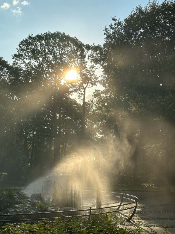 Soleil filtrant dans les arbres en fin d'été dans le parc floral, Paris 12e (75)