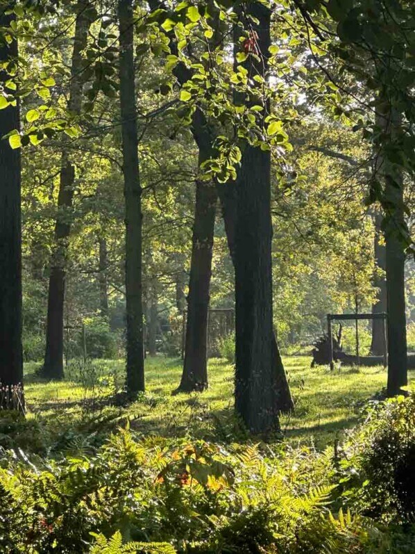 Soleil filtrant dans les arbres en fin d'été dans le parc floral, Paris 12e (75)