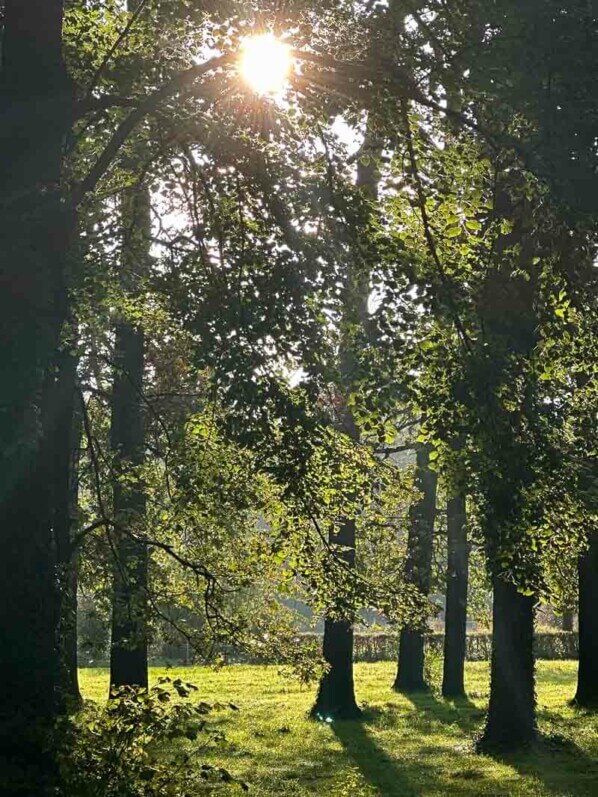 Soleil filtrant dans les arbres en fin d'été dans le parc floral, Paris 12e (75)