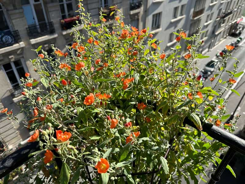 Sphaeralcea ambigua, Malvacées, en début d'automne sur mon balcon, Paris 19e (75)