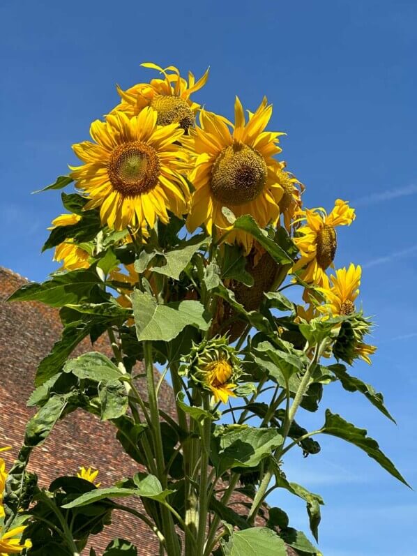 Tournesol, La Maladrerie Saint-Lazare, Beauvais (60)