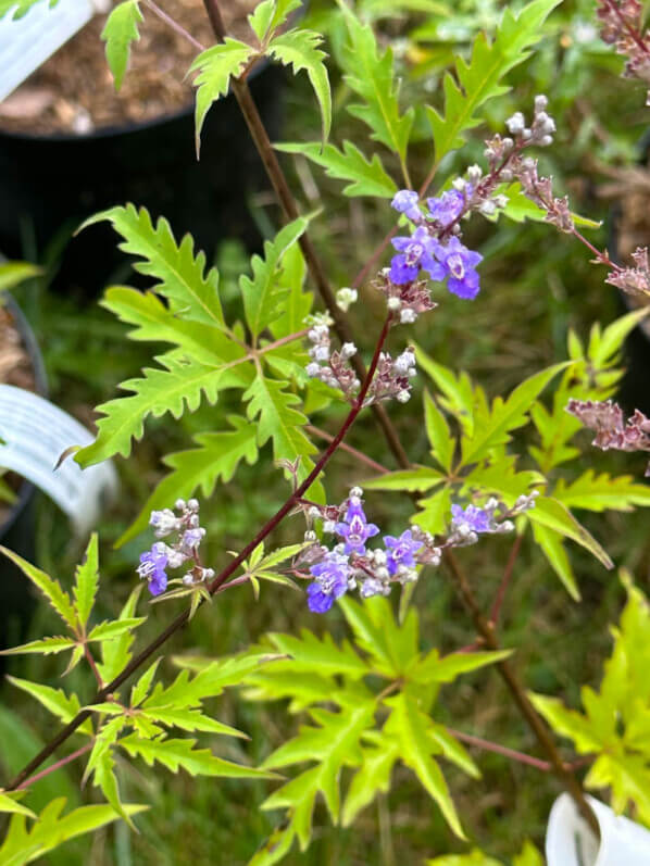 Vitex negundo var. cannabifolia (syn. Vitex cannabifolia), gattilier à feuilles de cannabis, Fête des plantes automne, Domaine de Saint-Jean de Beauregard, Saint-Jean de Beauregard (91)