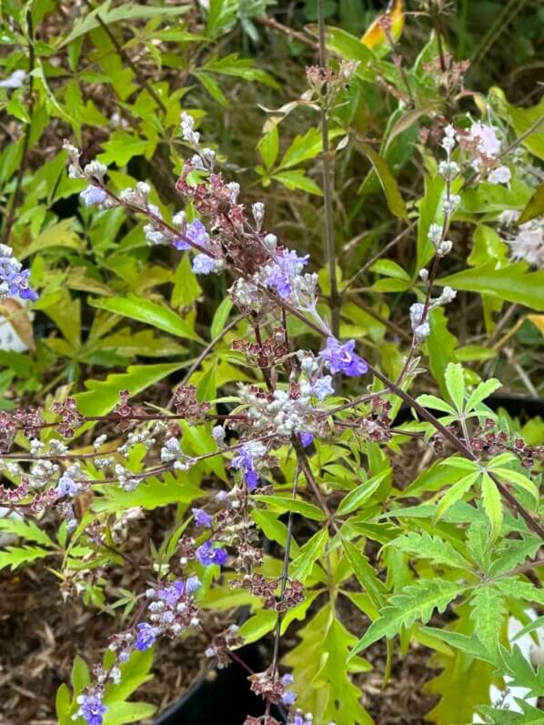 Vitex negundo var. cannabifolia (syn. Vitex cannabifolia), gattilier à feuilles de cannabis, Fête des plantes automne, Domaine de Saint-Jean de Beauregard, Saint-Jean de Beauregard (91)