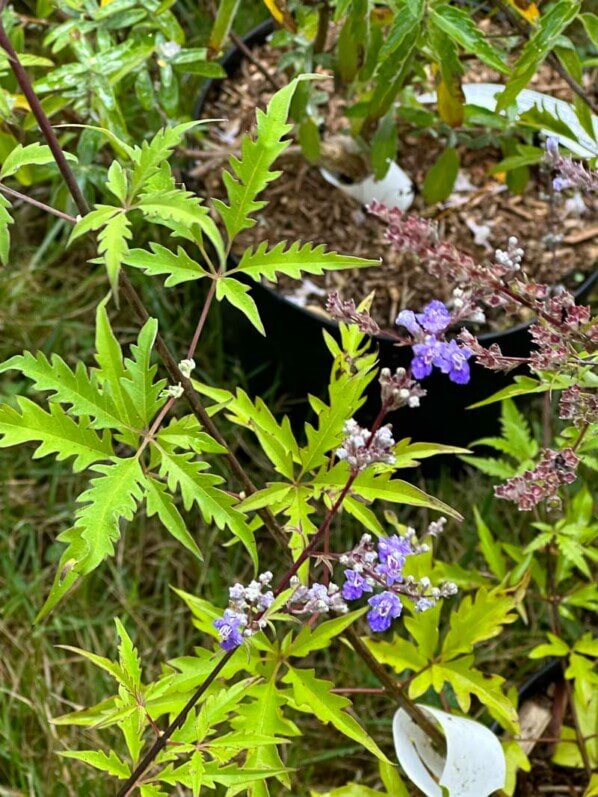 Vitex negundo var. cannabifolia (syn. Vitex cannabifolia), gattilier à feuilles de cannabis, Fête des plantes automne, Domaine de Saint-Jean de Beauregard, Saint-Jean de Beauregard (91)