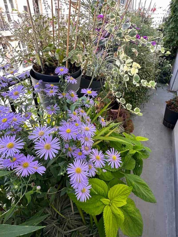 En été sur mon balcon, Paris 19e (75)