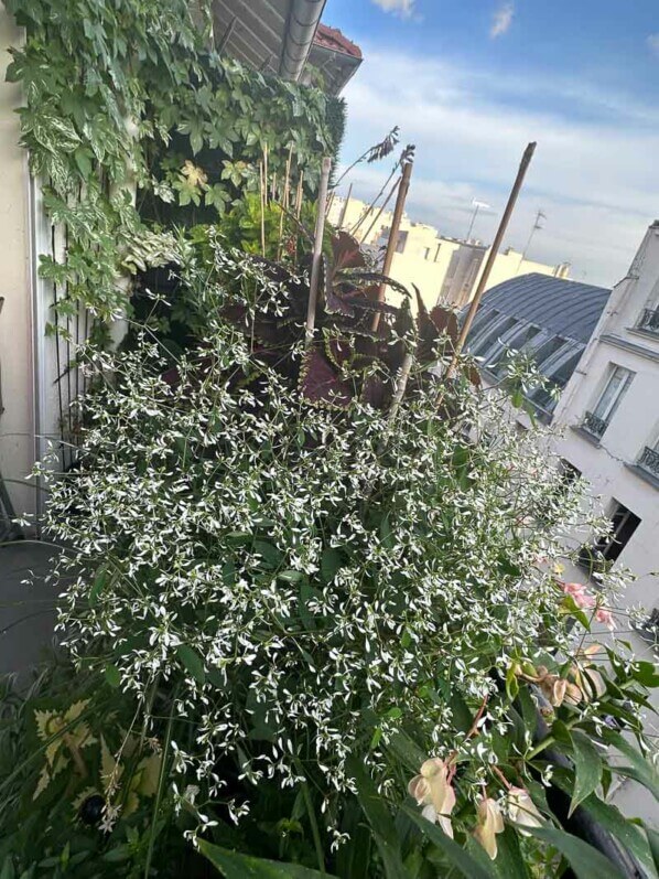 En été sur mon balcon, Paris 19e (75)