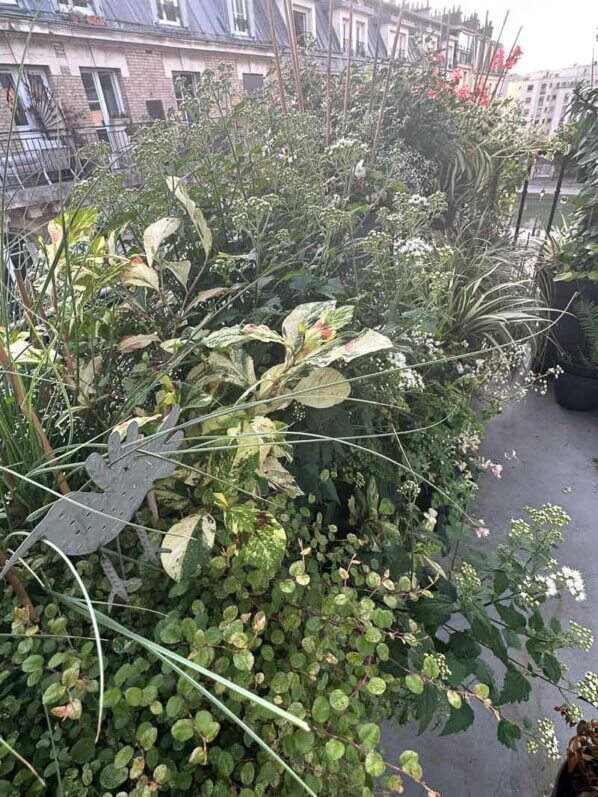 En été sur mon balcon, Paris 19e (75)