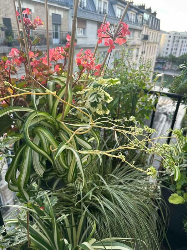 Lire la suite à propos de l’article Petit tour sur mon balcon parisien en ce début très chaud de septembre