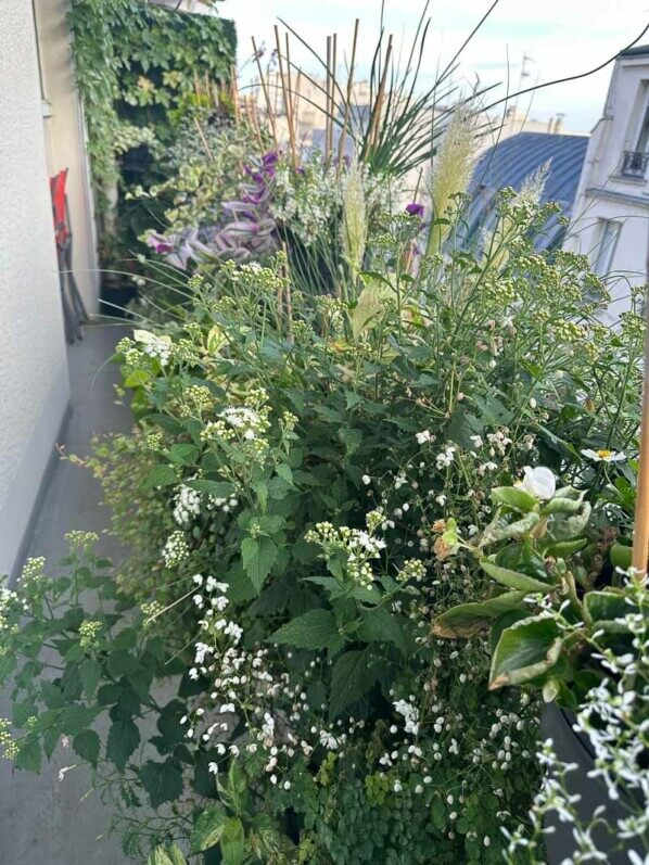 En été sur mon balcon, Paris 19e (75)