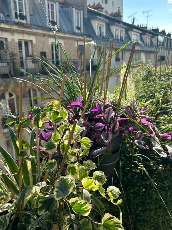 En été sur mon balcon, Paris 19e (75)