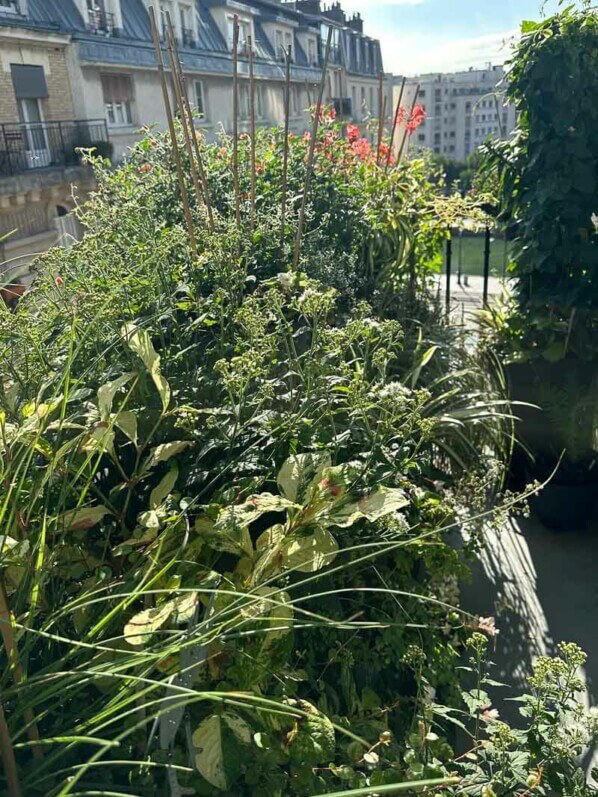 En été sur mon balcon, Paris 19e (75)