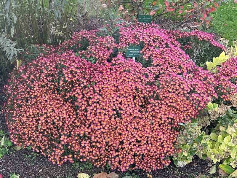 Ajania pacifica Bellania Bengo Rosa en automne dans le Jardin des Plantes, Paris 5e (75)