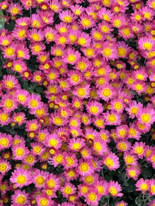 Ajania pacifica Bellania Bengo Rosa en automne dans le Jardin des Plantes, Paris 5e (75)