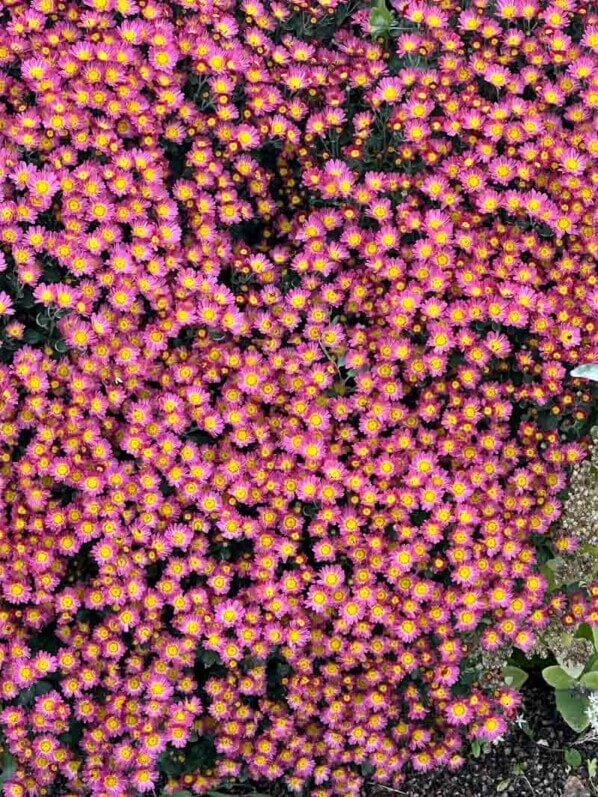 Ajania pacifica Bellania Bengo Rosa en automne dans le Jardin des Plantes, Paris 5e (75)