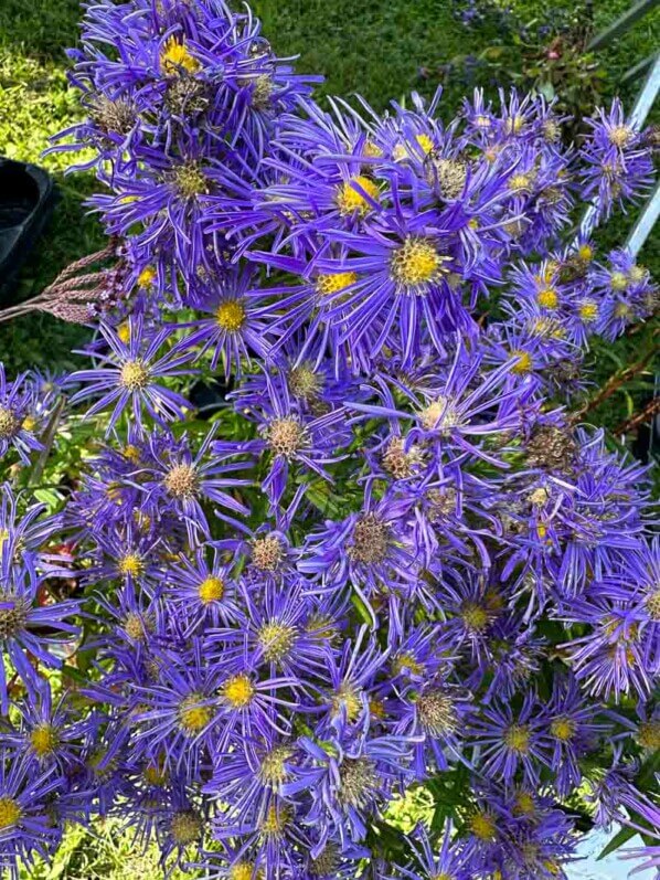 Aster novi-belgii 'Bleu Ligulé', Astéracées, Journées des Plantes de Chantilly, Domaine de Chantilly, Chantilly (60)