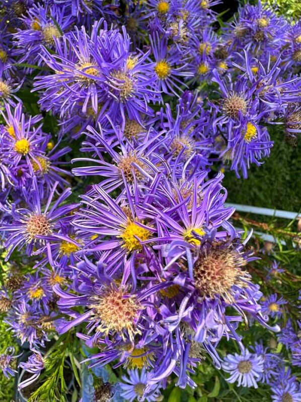 Aster novi-belgii 'Bleu Ligulé', Astéracées, Journées des Plantes de Chantilly, Domaine de Chantilly, Chantilly (60)