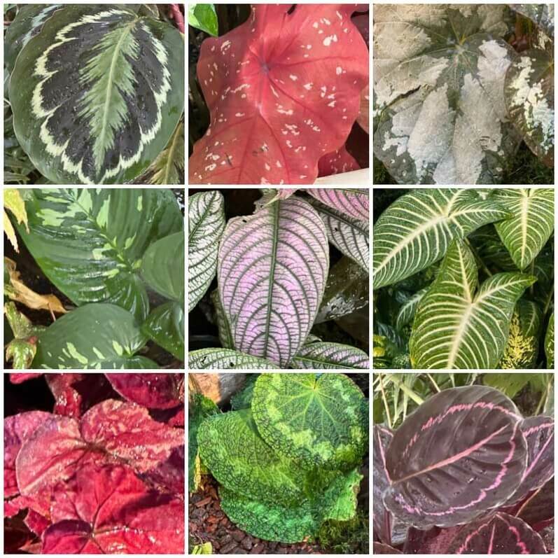 Lire la suite à propos de l’article La beauté des feuillages de l’exposition Automne tropical, feuillages en couleurs (Paris)