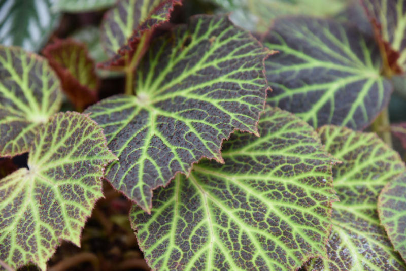 Begonia chloroneura-5111MNHN J. Munier