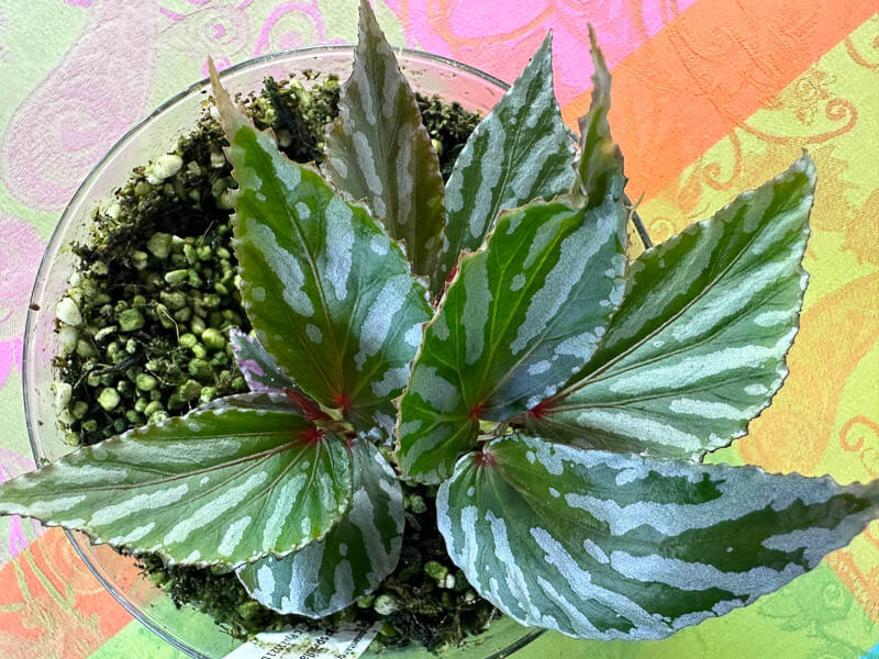 Begonia sp. Julau (type 1, U684), Bégoniacées, plante d'intérieur, terrarium, Paris 19e (75)