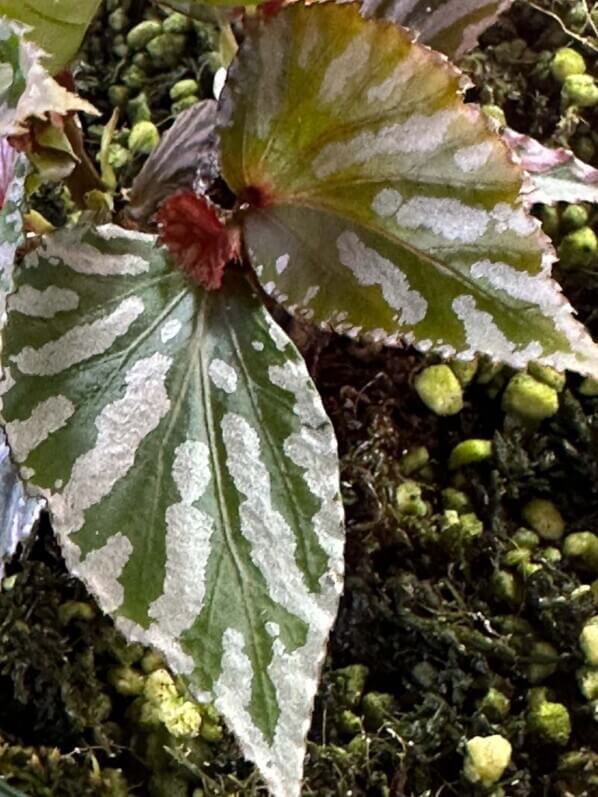 Begonia sp. Julau (type 1, U684), Bégoniacées, plante d'intérieur, terrarium, Paris 19e (75)