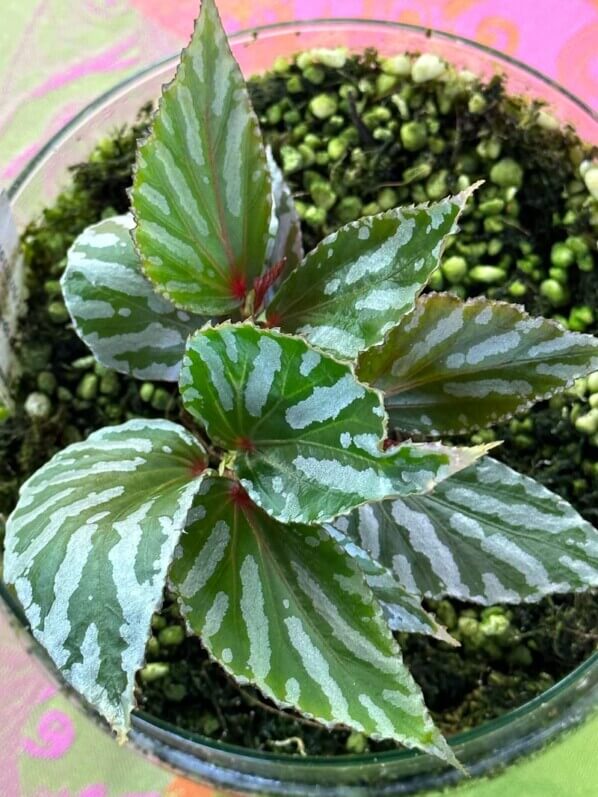 Begonia sp. Julau (type 1, U684), Bégoniacées, plante d'intérieur, terrarium, Paris 19e (75)