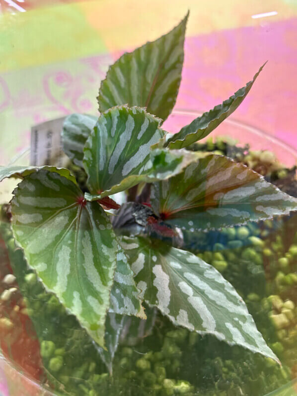 Begonia sp. Julau (type 1, U684), Bégoniacées, plante d'intérieur, terrarium, Paris 19e (75)