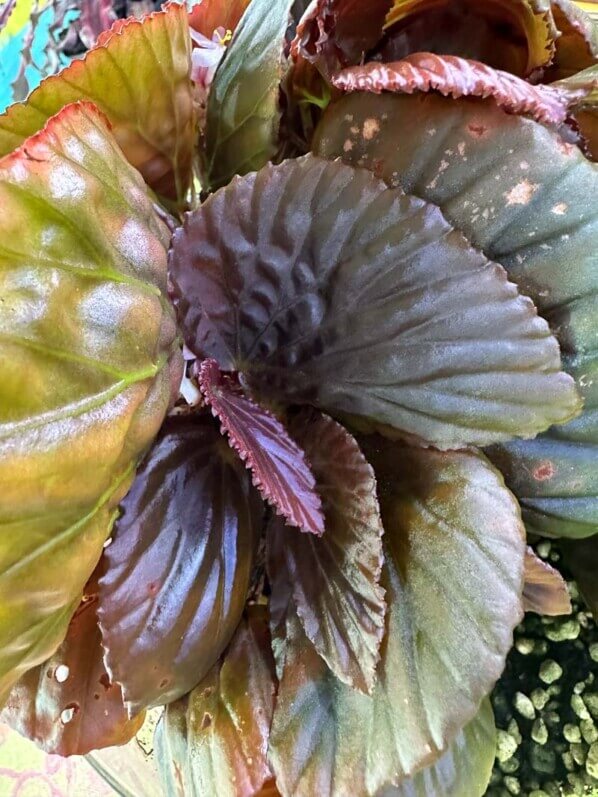 Begonia sp. Black Metallic, Bégoniacées, plante d'intérieur, terrarium, Paris 19e (75)