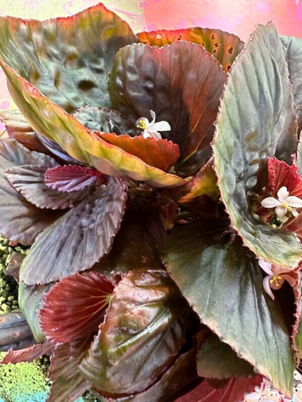 Begonia sp. Black Metallic, Bégoniacées, plante d'intérieur, terrarium, Paris 19e (75)