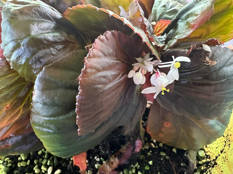 Begonia sp. Black Metallic, Bégoniacées, plante d'intérieur, terrarium, Paris 19e (75)