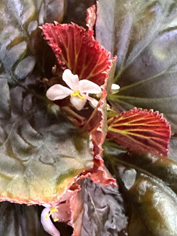 Begonia sp. Black Metallic, Bégoniacées, plante d'intérieur, terrarium, Paris 19e (75)