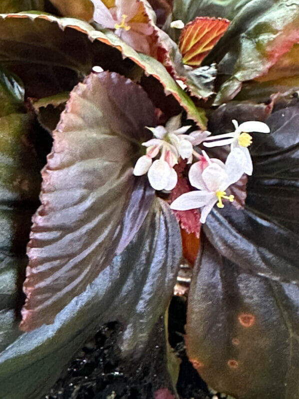 Begonia sp. Sulawesi Black, Bégoniacées, plante d'intérieur, terrarium, Paris 19e (75)