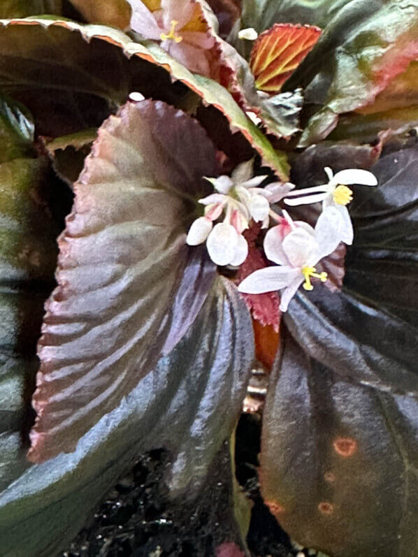 Begonia sp. Black Metallic, Bégoniacées, plante d'intérieur, terrarium, Paris 19e (75)