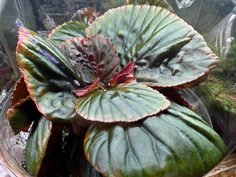 Begonia sp. Black Metallic, Bégoniacées, plante d'intérieur, terrarium, Paris 19e (75)