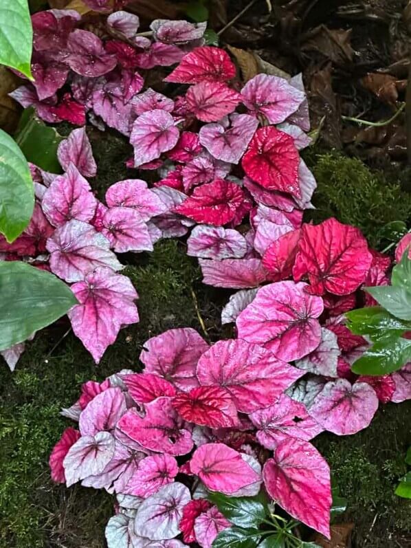 Bégonias, Bégoniacées, Exposition Automne tropical Feuillages en couleurs, grandes serres du Jardin des Plantes, Paris 5e (75)