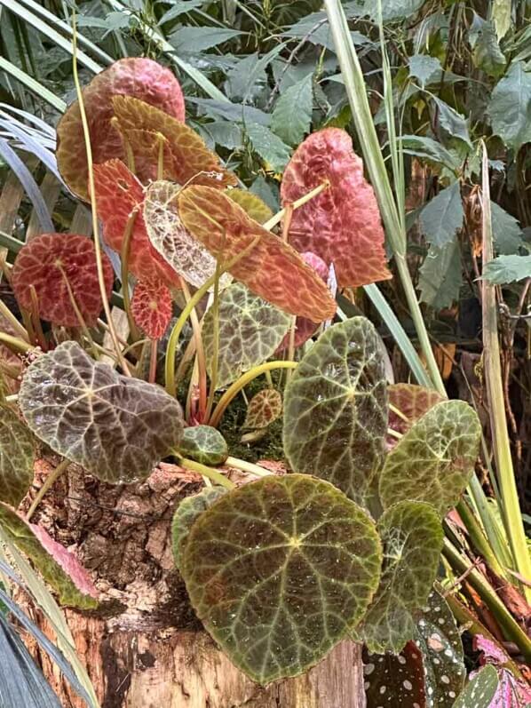 Begonia goegoensis, Bégoniacées, Exposition Automne tropical Feuillages en couleurs, grandes serres du Jardin des Plantes, Paris 5e (75)