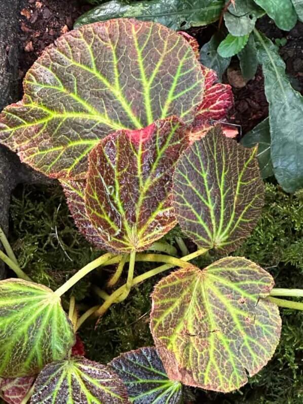 Begonia chloroneura, Bégoniacées, Exposition Automne tropical Feuillages en couleurs, grandes serres du Jardin des Plantes, Paris 5e (75)