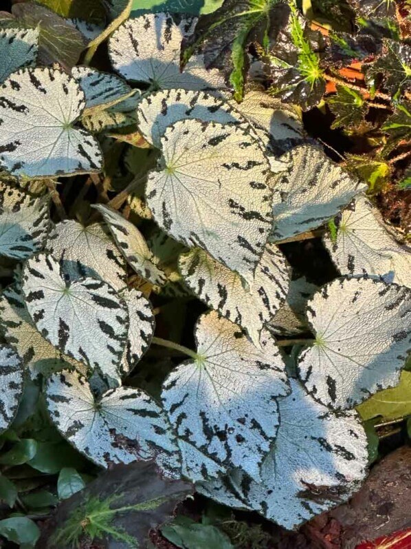 Begonia, Bégoniacées, Exposition Automne tropical Feuillages en couleurs, grandes serres du Jardin des Plantes, Paris 5e (75)