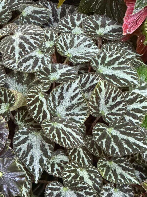 Begonia, Bégoniacées, Exposition Automne tropical Feuillages en couleurs, grandes serres du Jardin des Plantes, Paris 5e (75)