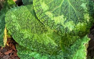 Begonia longiciliata, Bégoniacées, Exposition Automne tropical Feuillages en couleurs, grandes serres du Jardin des Plantes, Paris 5e (75)