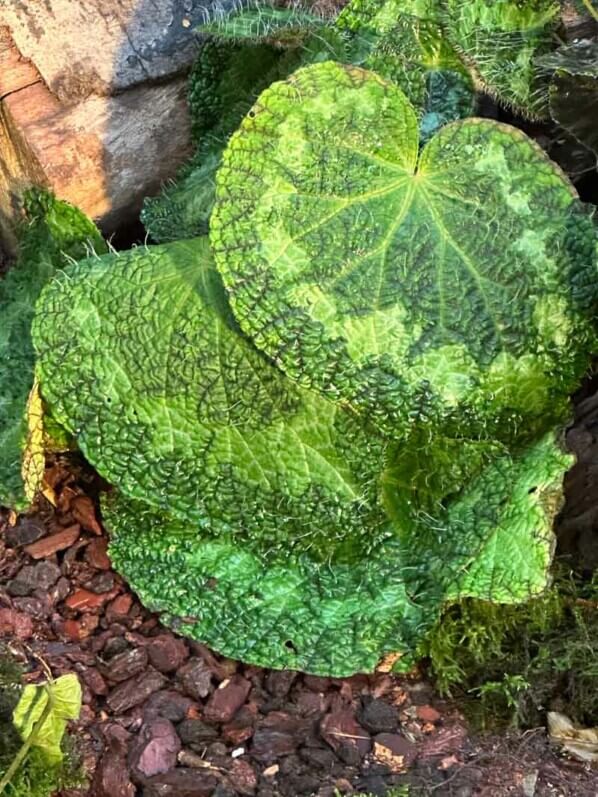 Begonia longiciliata, Bégoniacées, Exposition Automne tropical Feuillages en couleurs, grandes serres du Jardin des Plantes, Paris 5e (75)