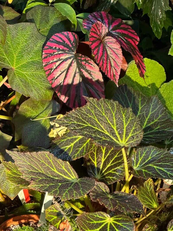 Bégonias, Bégoniacées, Exposition Automne tropical Feuillages en couleurs, grandes serres du Jardin des Plantes, Paris 5e (75)