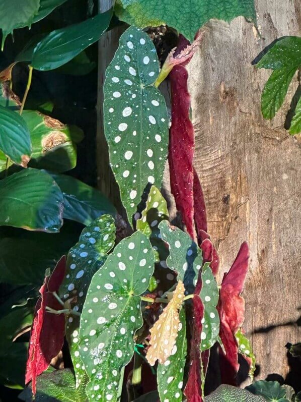 Begonia maculata, Bégoniacées, Exposition Automne tropical Feuillages en couleurs, grandes serres du Jardin des Plantes, Paris 5e (75)