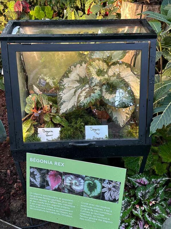 Begonia rex, Bégoniacées, Exposition Automne tropical Feuillages en couleurs, grandes serres du Jardin des Plantes, Paris 5e (75)