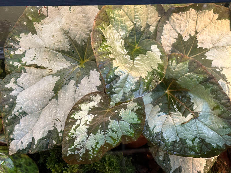 Begonia rex, Bégoniacées, Exposition Automne tropical Feuillages en couleurs, grandes serres du Jardin des Plantes, Paris 5e (75)